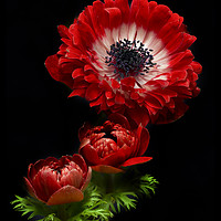 Buy canvas prints of Red Anemone Blooms by Kelly Bailey