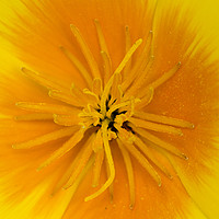 Buy canvas prints of Yellow Poppy by Kelly Bailey