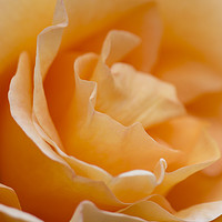 Buy canvas prints of Soft Orange Rose  by Kelly Bailey