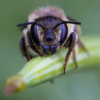 Buy canvas prints of Bee Portrait by Kelly Bailey