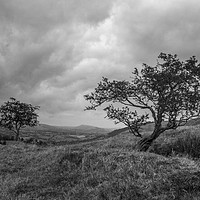 Buy canvas prints of Trees on a Hill by Kelly Bailey