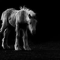 Buy canvas prints of The Sad Foal by Kelly Bailey