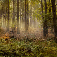 Buy canvas prints of Misty Woods by Kelly Bailey