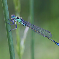 Buy canvas prints of Blue Tailed Damselfly by Kelly Bailey