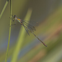 Buy canvas prints of Willow Emerald Damselfly  by Kelly Bailey