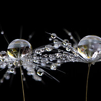 Buy canvas prints of Dandelion Droplets by Kelly Bailey