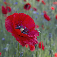 Buy canvas prints of Red Poppy by Kelly Bailey