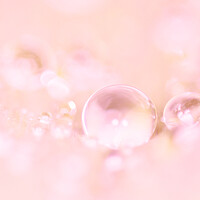 Buy canvas prints of Pink Beads by Kelly Bailey