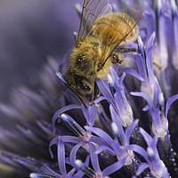 Buy canvas prints of Honey Bee Pollinating by Kelly Bailey