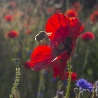 Buy canvas prints of Bumble Bee on Wild Poppy by Kelly Bailey