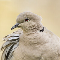 Buy canvas prints of Collared Dove Portrait  by Kelly Bailey