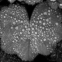 Buy canvas prints of Mono Droplets by Kelly Bailey