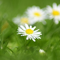 Buy canvas prints of Daisy by Harshit Agrawal