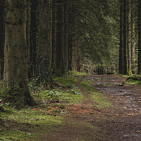 Buy canvas prints of Woodland path into the forest, Taf Fechan Forest by Ramas King