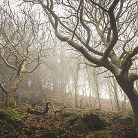 Buy canvas prints of Fairy woodland in Rhymney Valley by Ramas King