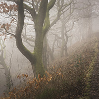 Buy canvas prints of In the woods, Phillipstown - New Tredegar by Ramas King