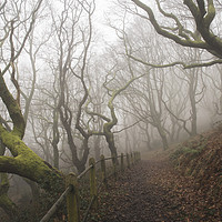 Buy canvas prints of Into the misty oak woodlands - Rhymney Valley by Ramas King