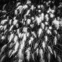 Buy canvas prints of Grasses in the wind by Julie Olbison