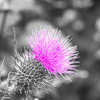 Buy canvas prints of Pink, black and white thistle  by Julie Olbison