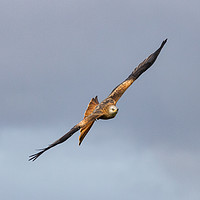 Buy canvas prints of Red Kite in Flight by Tony Keogh