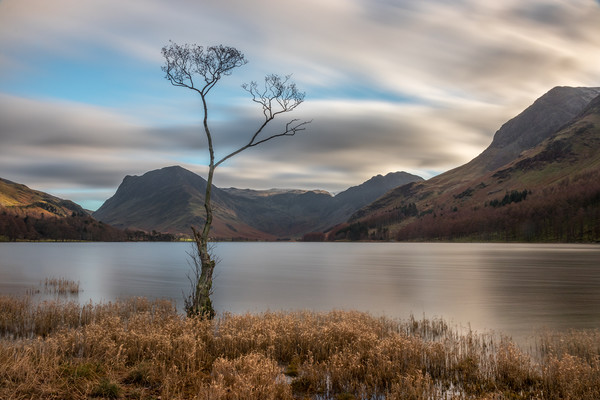 The Lone Tree at Buttermere Print by Tony Keogh