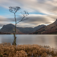 Buy canvas prints of The Lone Tree at Buttermere by Tony Keogh