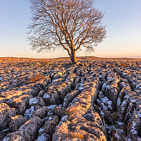 Buy canvas prints of The Lone Tree at Malham by Tony Keogh