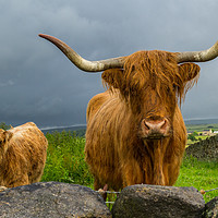 Buy canvas prints of Scottish Highland Cattle by Tony Keogh