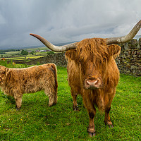 Buy canvas prints of Scottish Highland Cattle by Tony Keogh