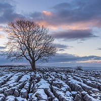Buy canvas prints of Sunrise at the Lone Tree at Malham by Tony Keogh