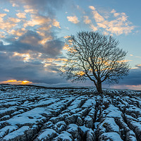 Buy canvas prints of The Lone Tree at Malham by Tony Keogh