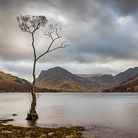 Buy canvas prints of Lone Tree at Buttermere by Tony Keogh