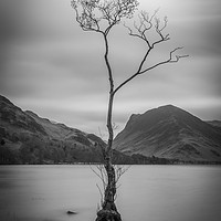 Buy canvas prints of Lone Tree at Buttermere by Tony Keogh
