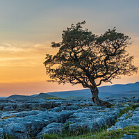 Buy canvas prints of Winskill Stones in the Yorkshire Dales by Tony Keogh