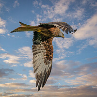Buy canvas prints of Red Kite in Flight  by Tony Keogh