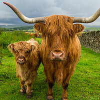Buy canvas prints of Highland Cow and Calf  by Tony Keogh