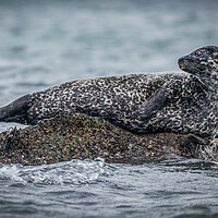 Buy canvas prints of Seal on a Rock  by Tony Keogh
