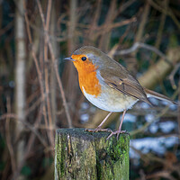 Buy canvas prints of Robin in Winter  by Tony Keogh