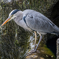 Buy canvas prints of Heron Looking For Food  by Tony Keogh