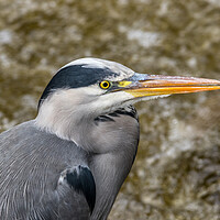 Buy canvas prints of Close up of a Heron  by Tony Keogh