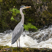 Buy canvas prints of Heron on the lookout  by Tony Keogh