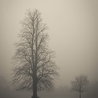 Buy canvas prints of Trees in the fog by Donnie Canning