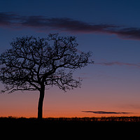 Buy canvas prints of Stevington tree at sunset  by Donnie Canning