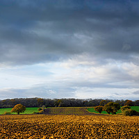 Buy canvas prints of Tree in Ploughed Field by Donnie Canning