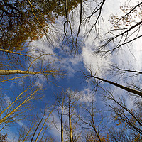 Buy canvas prints of Converging Silver Birches by Donnie Canning