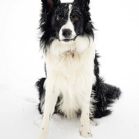 Buy canvas prints of Border Collie in the snow by Donnie Canning