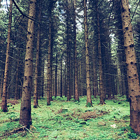 Buy canvas prints of Fir trees in the Forest of Dean by Tom Radford