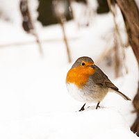 Buy canvas prints of A robin sat in thick snow by Tom Radford