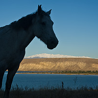 Buy canvas prints of Kyrgyz horse by Franck Metois