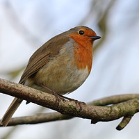 Buy canvas prints of Robin by Maria Stephenson